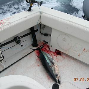 First tuna blood on the new boat!