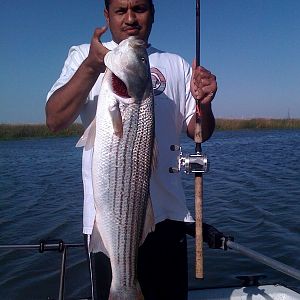 Gilbert with first ever trophy striper.  C&R