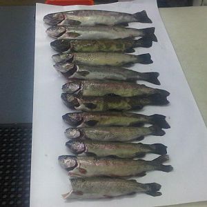 almanor trout