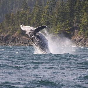 Cape Caution Whale