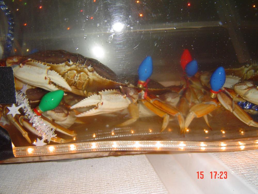 Chistmas Crabs