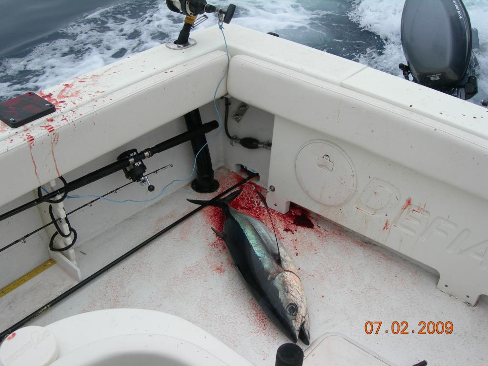 First tuna blood on the new boat!