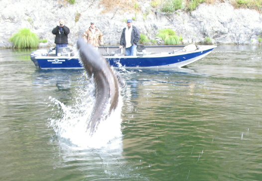 Klamath sturgeon, 8 ft long, 10# flouro leader.  45 minutes to get to the boat.