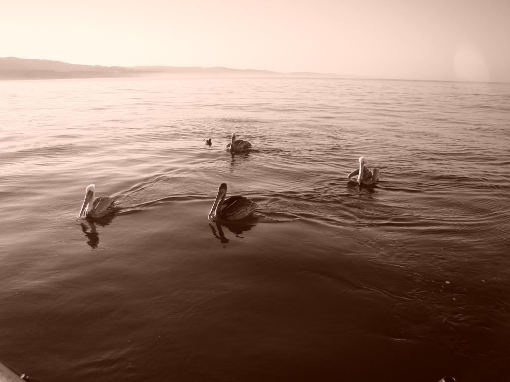 pelicans waiting for a rockfish