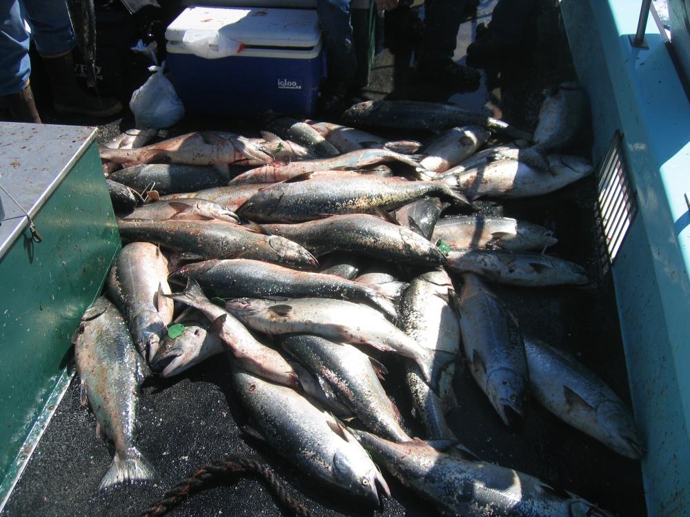 Salmon 04/07/10 Bodega Bay-BOAT LIMITS!