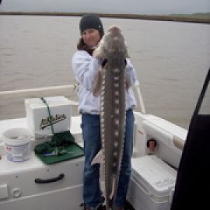 Sturgeon in Montezuma