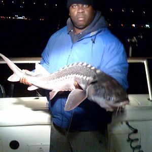 STURGEON FRENZY 09 (Cabana Bandidos Angler Unit)