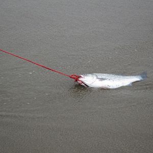 Striper fishing on Manresa beach.  High tide