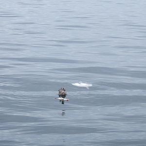 Grandson's Fishing