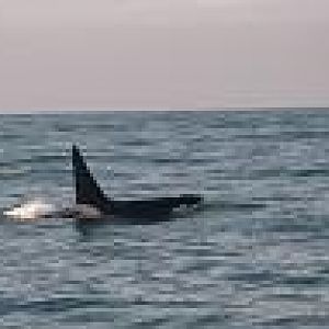 Orca 12 miles outside Bodega Bay