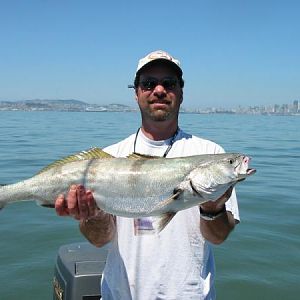 My 1st white sea bass - caught off Alameda trolling for butts