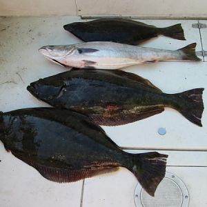 Halibut and white sea bass trolled up off Alameda