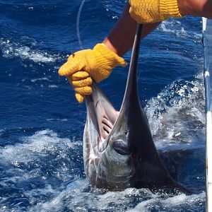 Striped Marlin (tag-and-release)