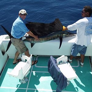 First sailfish