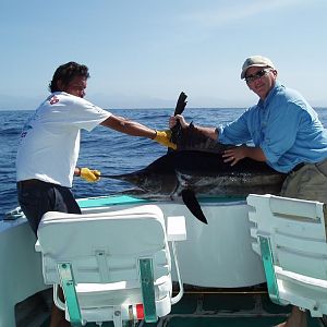 one of many.  caught on live mackerel at Golden Gate Bank