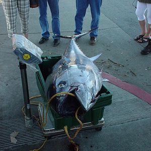 Bluefin Tuna #169 Y2k