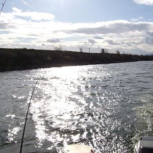 Striper fishing Victoria Canal