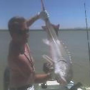 Sturgeon Caught up in Montezuma many moon ago.....