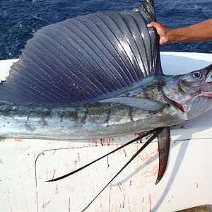 Zihuatanejo sailfish