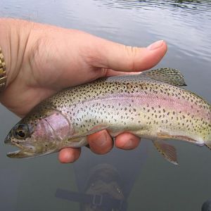 Float tube dry fly rainbow, summer '07