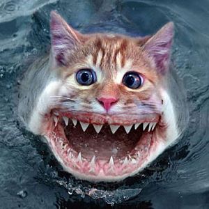 Cat fish