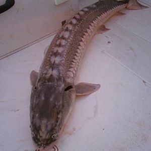 That's my first Sturgeon.  Only 56 inches, but what a fun fight he was.  Great eating too.