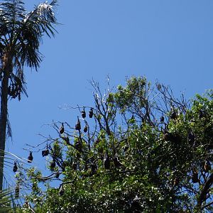 Bats in Sydney