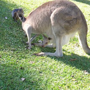 A roo in a pouch