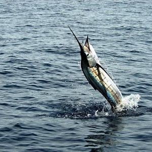 Sailfish with blue runner in his mouth