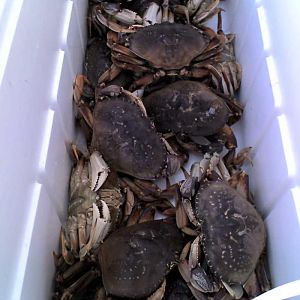 It's a slow year when 15 crab makes a photo