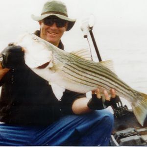 striper caught off of muir beach.  caught a large salmon 5 minutes later on the next troll!