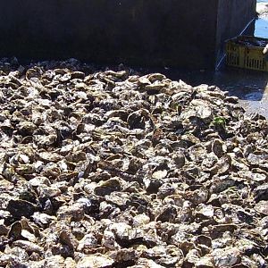 100 0170  One of the Oyster farms, Senior Reyes, San Quintin.