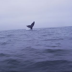 whale tail MB