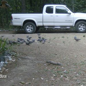Band-tailed Pigeons at Miranda