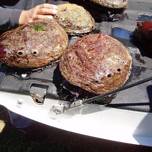 Abalone Fresh from the Sea