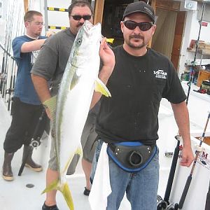 Great Yellowtail Action