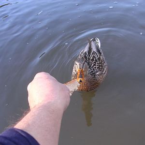 baiting ducks