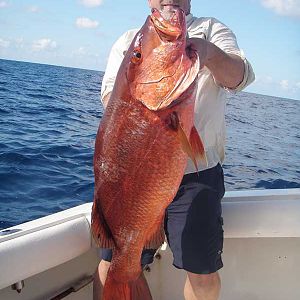 PV Pargo (aka pacific cubera snapper)