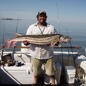 68" Green sturgeon! Is this a bay record!