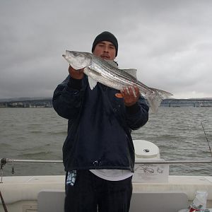 Roqs striper