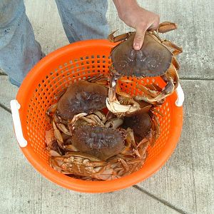 HMB Crab.