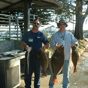 Berkley halibut.