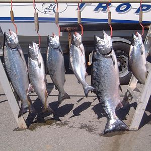 Moss Landing Salmon.