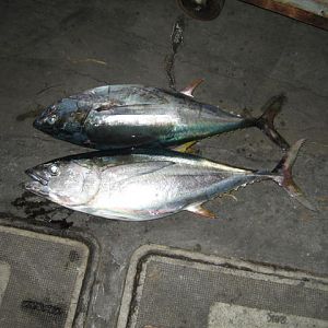 Two nice yellowfin off the porpoise.