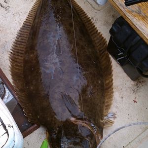 halibut 42 inch 2010