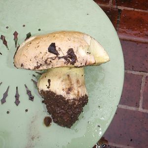 Butter Bolete found this morning in the woods!