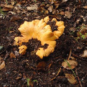 Chanterelles!  A great "first" mushroom for beginning mushroom hunter.  Very distinctive and no deadly look-alikes.