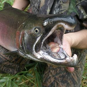 Coho Buck in spawning colors