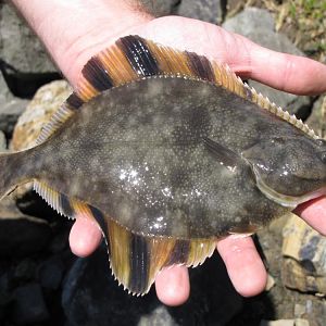 A flounder in the hand is worth...