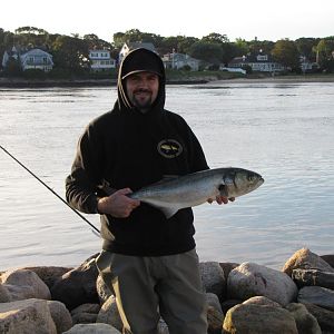 Canal bluefish. 3oz white crippled herring. Fought like a 20lb bass.